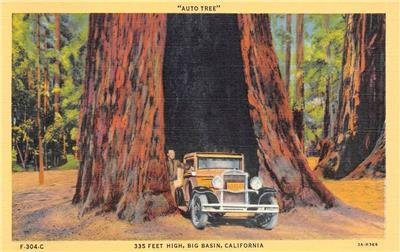 AUTO TREE Big Basin, CA Old Car Santa Cruz Co. c1930s Vintage Linen Postcard 