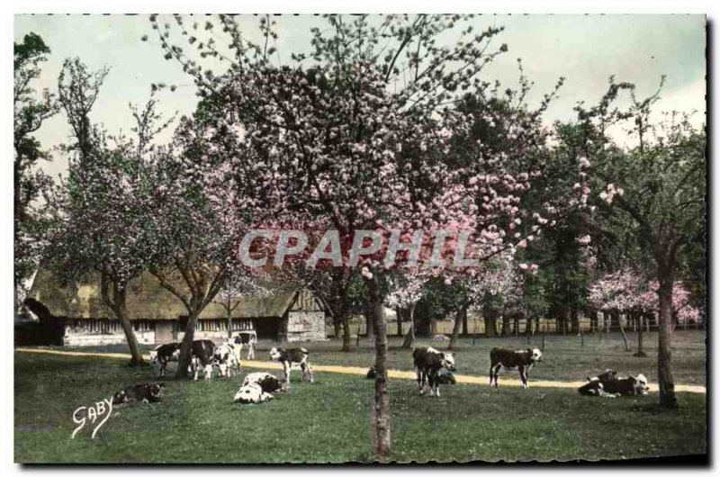 Modern Postcard La Normande The Siesta Cows