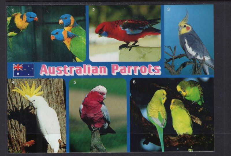 Australian Parrots BIN