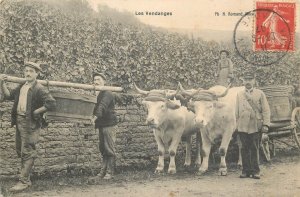 In the Basque Country - Team of Basque oxen cart agriculture harvest 1907