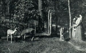 Early Bever park Cedar Rapids IA Postcard People Deer Undivided c. 1905