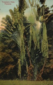 Vintage Postcard Travelers Palm Panama