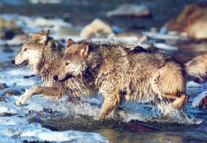 VINTAGE POSTCARD CONTINENTAL SIZE GRAY WOLF MATED PAIR ENDANGERED SPECIES