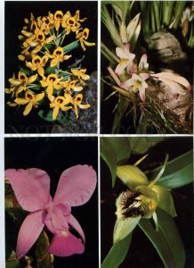 200004 Slovakia orchids flowers set of 18 old postcards