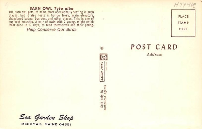 Barn Owl Medomak, Maine, USA Unused 