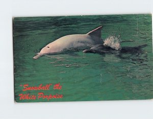 Postcard Snowball the White Porpoise Miamis Seaquarium Miami Florida USA