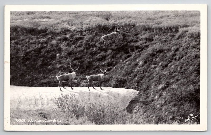 Alaska RPPC Caribou Reindeer Robinson Photo Postcard C26