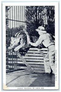 c1940 Animal Training St Louis Zoo Lion St Louis Missouri MO Unposted Postcard