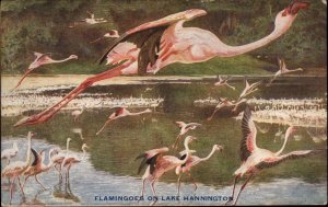 Lake Hannington British East Africa Flamingoes Flamingo in Flight c1910 Postcard