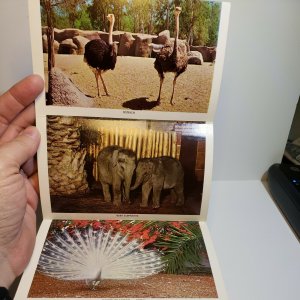 Vintage Postcard San Diego Zoo Balboa Park California Tigers elephant gorilla