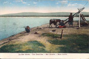 ISRAEL PALESTINE, 1910's, Dead Sea, Arab Man with Rifle, Mule, Camp, Turkey