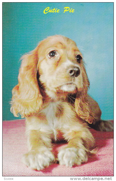 1940-1960's; Cutie Pie, Cocker Spaniel