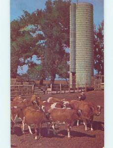 1950s Silo With Guernseys Cows On Farm In Upper Part Of State State Of NY Q0406