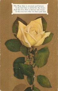 Beautiful yellow rose Love Message  Nice old vintage Americanart  postcard