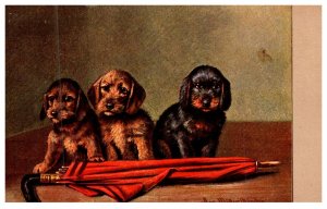 Dog , puppies , Umbrella