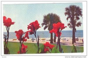 Cannas Add A Beautiful Touch To The Lawn Of The Pavilion At Myrtle Beach, Sou...