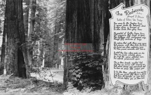 3 Postcards, Redwood Highway, RPPC, Redwoods Trees, Art-Ray Photo