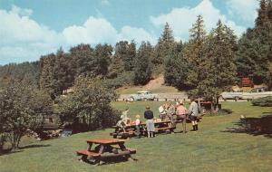 MI, Michigan  FAMILY PICNICKING at ROADSIDE PARK  50's Cars   Chrome Postcard