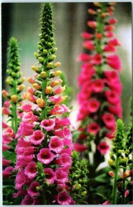 Postcard - Foxgloves