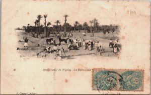 Algeria Beni Ounif de Figuig La Palmeraie Vintage Postcard C171