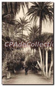 Postcard Old Algiers Jardin D'Essai Allee Joucas