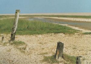 Salthouse Beach Norfolk Rare Sand Stumps Postcard