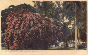 Bougainvillea Vine Hawaii 1910c Private Mailing Card postcard