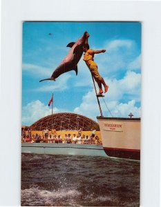 Postcard Performing Porpoise Seaquarium Miami Florida USA