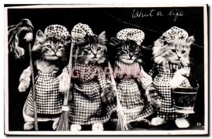 Old Postcard Fancy Cat Cats