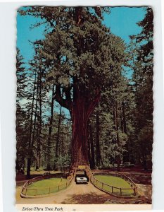 Postcard Drive Thru Tree Park Leggett California USA