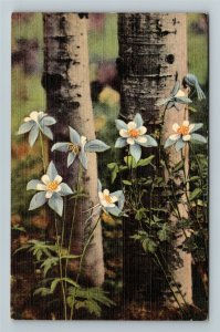 CO-Colorado, Colorado Columbines Growing Along Aspens, Linen Postcard