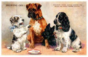 Dog , Sealyham , Boxer , Scotch Terrier , Cocker Spaniel