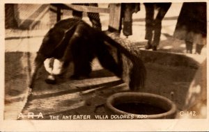 Uruguay Montevideo Villa Dolores Zoo Anteater Real Photo