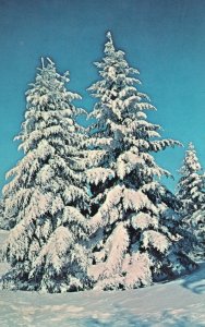Vintage Postcard Trees Covered Snow New Found Gap Great Smoky Mountains Park