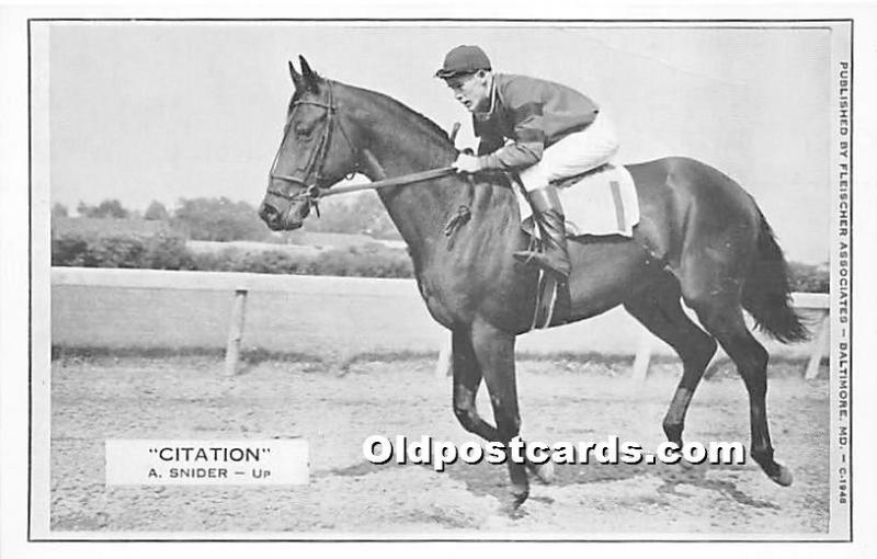 Horse Racing Postcard Citation World Leading Money Winning Thoroughbred Topics Animals Horses Postcard Hippostcard