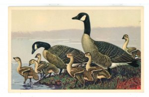 Birds - Canada Goose