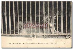 Old Postcard Paris Zoo Garden Lioness d & # 39Asie lion plants