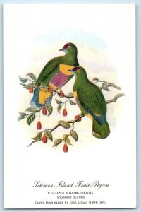 Solomon Island Fruit Pigeon Birds Solomon Island By John Gould Vintage Postcard