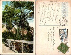 Coconut Trees (12016)