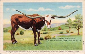 Old Tex Texas Longhorn Steer TX Unused Linen Postcard H29