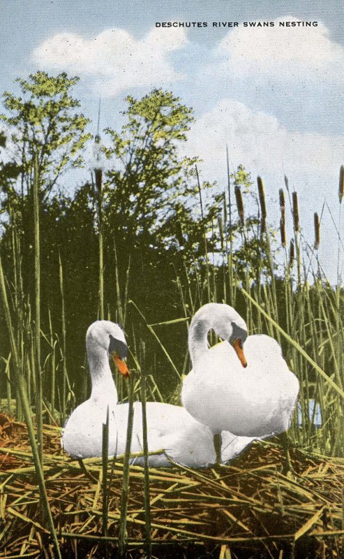 Swans Nesting Along the Deschutes River in Oregon