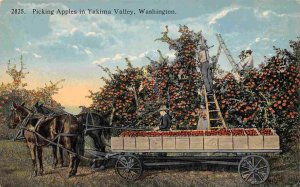 Picking Apples Wagon Yakima Valley Washington 1910c postcard