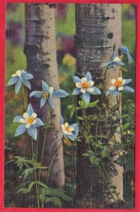 COLORADO COLUMBINES GROWING AMONG THE ASPENS