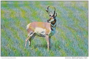 American Pronghorn Antelope Western South Dakota & Eastern Wyoming