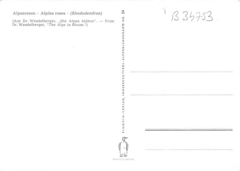 B34753 Alpenrosen Rhododendron flower austria