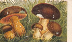 Plants Mushroom Types Cepe Vrai Faux Cepe vintage postcard B993
