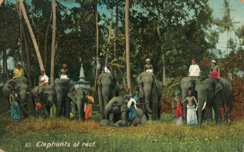 CEYLON ELEPHANTS AT REST ANTIQUE Sri Lanka POSTCARD w/ EGYPTIAN STAMPS