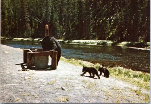 Postcard Black bear - Mother bear and cubs at garbage cans at Yellowstone