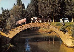 BR7366 L Isle Jourdain Le Pont Tourne cow vaches   france