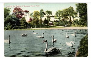 MA - Jamaica Pond. Feeding the Swans